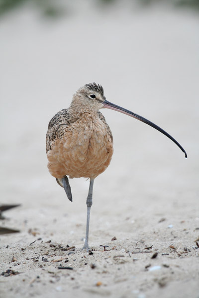 Long-billed Curlew